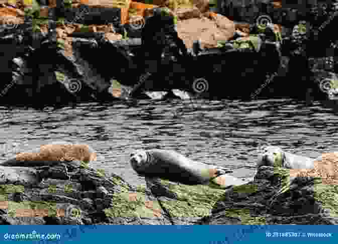 A Colony Of Water Seals Basking On A Rocky Shore, Showcasing Their Social Nature Hot SEAL Cold Water (SEALs In Paradise)