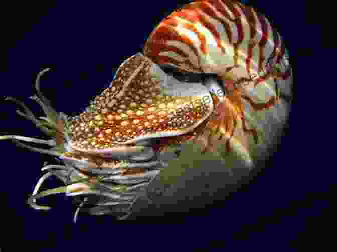 A Colorful Illustration Of Nelson The Nautilus, A Friendly Sea Creature With A Spiraled Shell. Nelson The Nautilus And The Crabby Crab (Nelson The Nautilus Books)