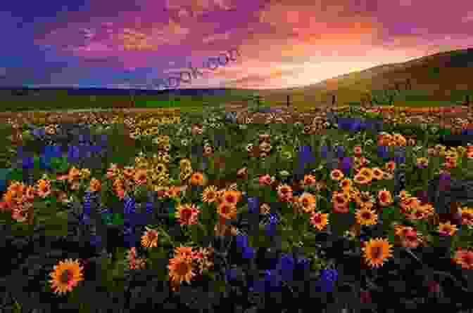 A Couple Embracing In A Field Of Wildflowers With A Beautiful Sunset In The Background. The Thimble Shoppe: A Prairie Creek Romance (Prairie Creek Sweet Romances 2)