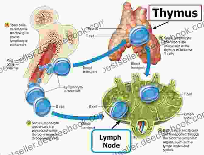 A Diagram Of The Structure Of Thymosins. Thymosins (ISSN 102) Matthew R Walsh