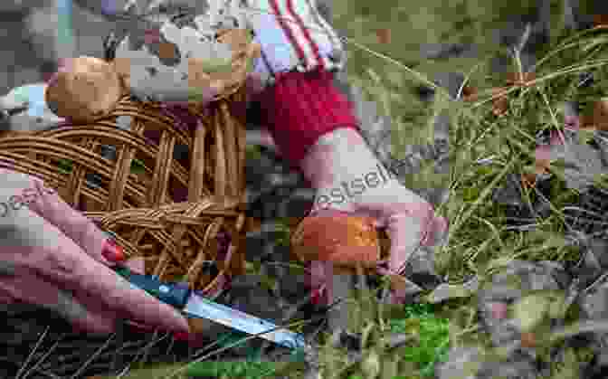 A Forager Gathering Edible Mushrooms In The Forest The Weird And Wonderful Cook