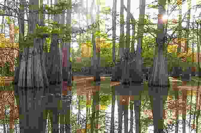 A Photo Of A Boat Navigating Through The Atchafalaya Basin, With Lush Vegetation And Cypress Trees In The Background. An Atchafalaya Journey Brian Neptune