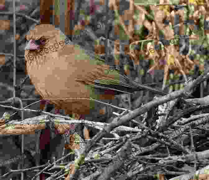 Abert's Towhee Facing Habitat Loss And Fragmentation Abert S Towhee Bird : The Absolute Abert S Towhee Manual Abert S Towhee Care Personality Grooming Feeding Health And All Included