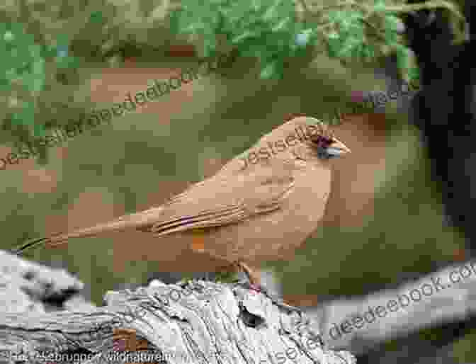 Abert's Towhee Foraging In Its Arid Desert Habitat Abert S Towhee Bird : The Absolute Abert S Towhee Manual Abert S Towhee Care Personality Grooming Feeding Health And All Included