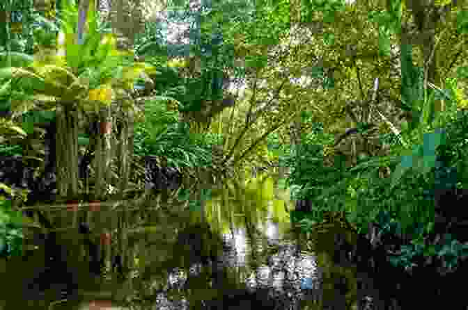 Amazon Rainforest, A Vast Expanse Of Biodiversity Everything Everywhere: A Fact Filled Adventure For Curious Globe Trotters