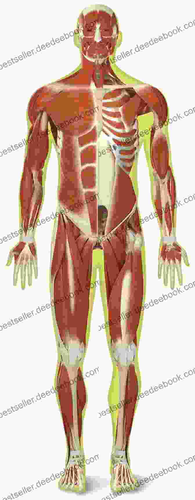 Drawing Of The Human Skeletal And Muscular Structure Drawing Realistic Clothing And People With Lee Hammond