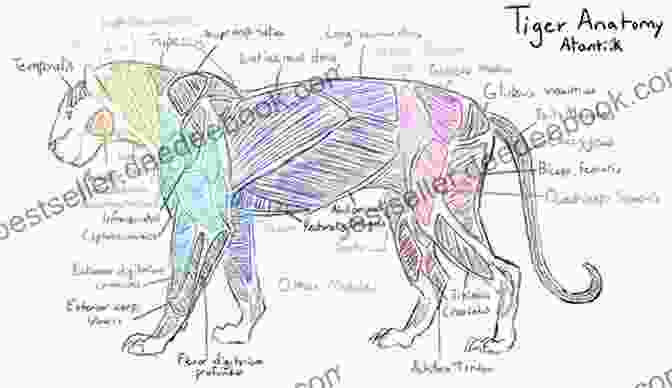 Tiger Anatomy Diagram Art Of Drawing: Wild Animals: How To Draw Elephants Tigers Lions And Other Animals